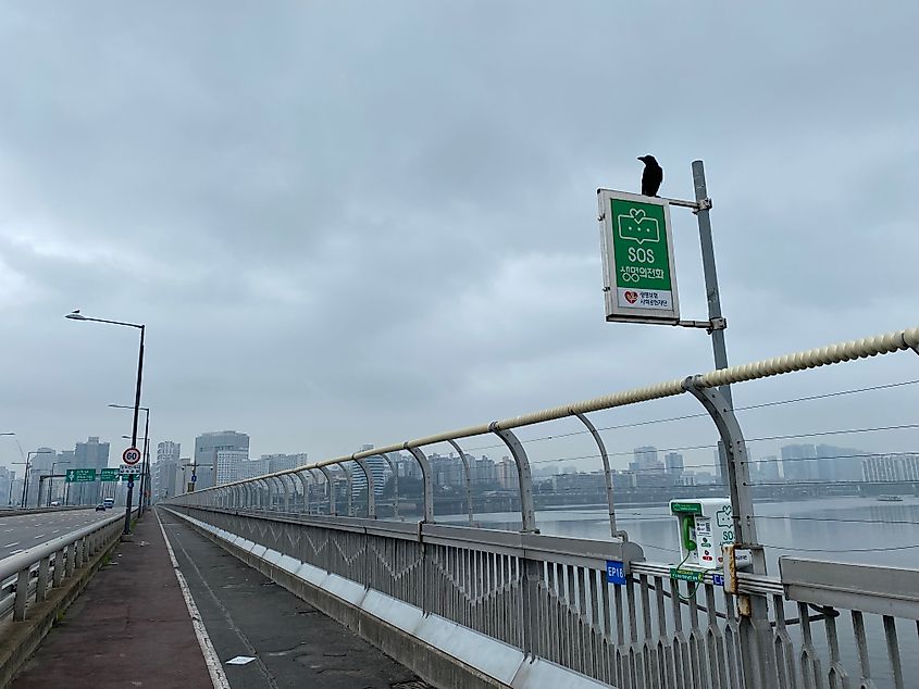 A crow sits atop an SOS call box on a city bridge. The day is cloudy and ominous