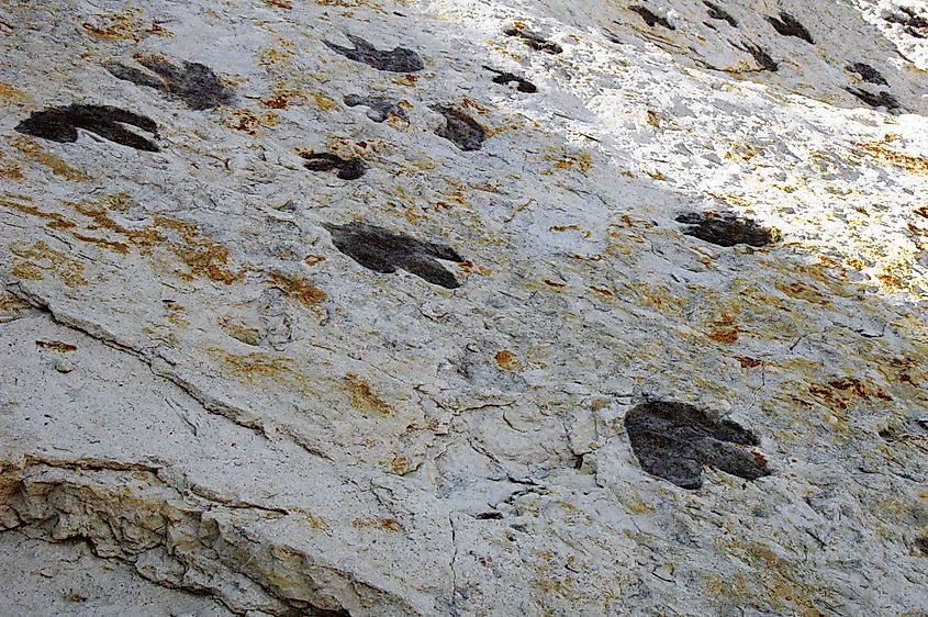 Dinosaur tracks preserved in Cretaceous rock at Dinosaur Ridge in Colorado