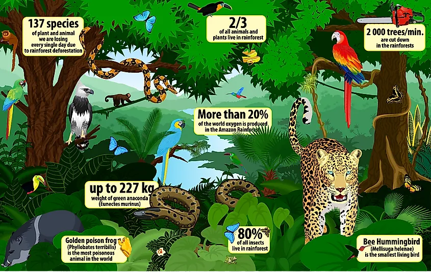 Temperate Rainforest Animals List