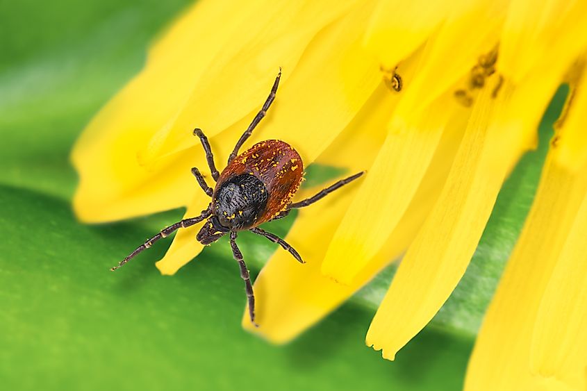 Deer tick (Blacklegged tick) on a dandelion flower.