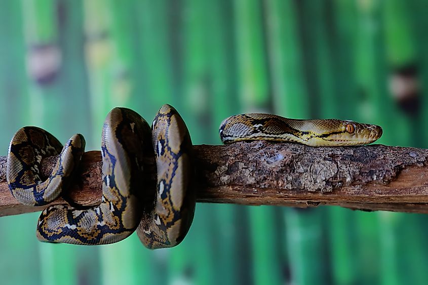 A reticulated python (Credit: I Wayan Sumatika via Shutterstock)
