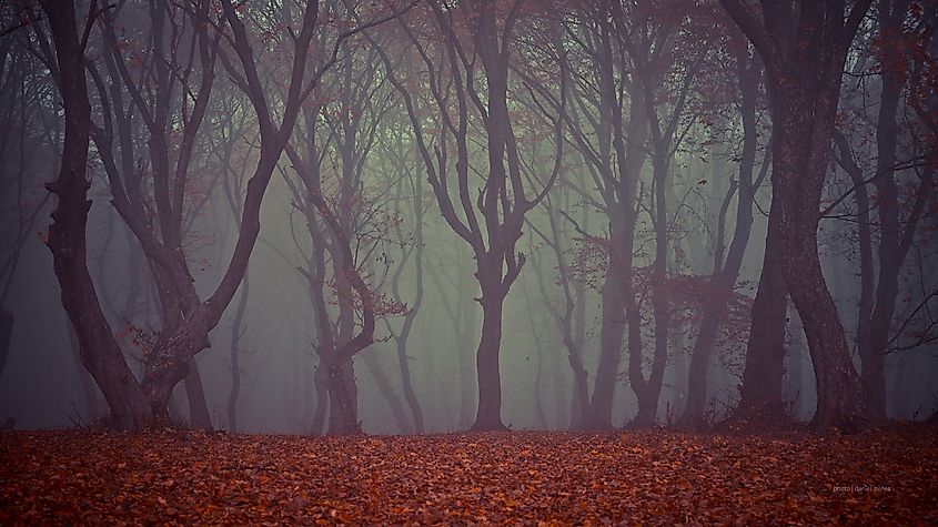 Hoia-Baciu Forest, Romania