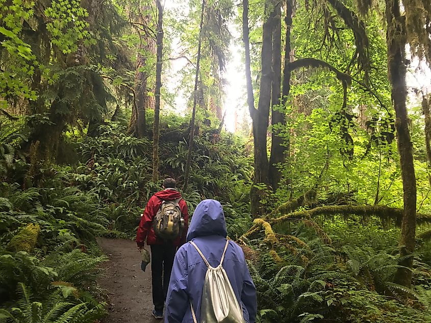 Hikers on a trail in the Olympic National Park in Washington.