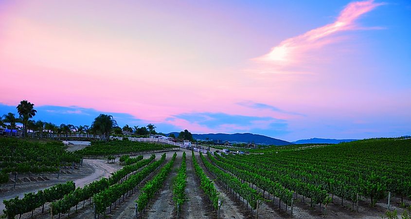 Vineyard in Temecula, California.