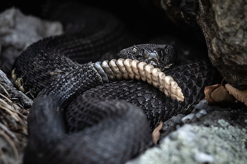 Black timber rattlesnake rattle.