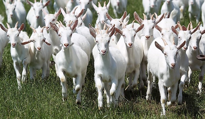 Group of white goats running through a field