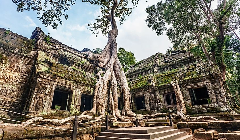 Ta Prohm Temple, Angkor