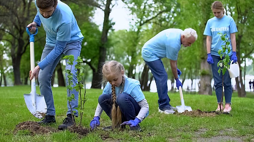 Reforestation