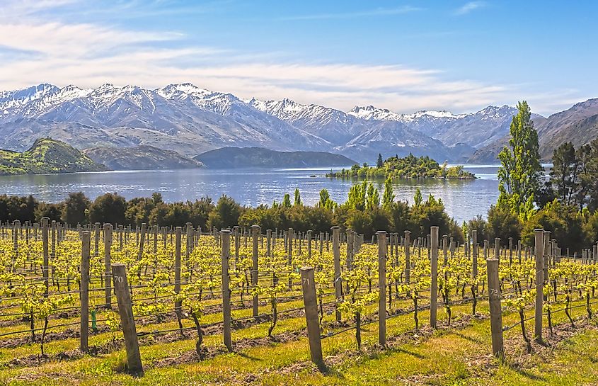 Vineyards by Lake Wanaka