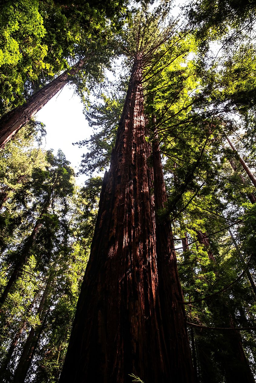 Hendy Woods State Park