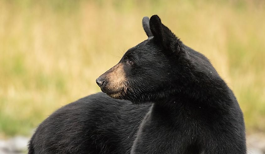 Profile view of black bear
