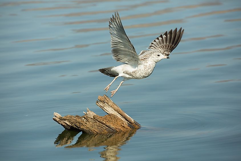 A seagull flies from a perch at Theodore Roosevelt Lake