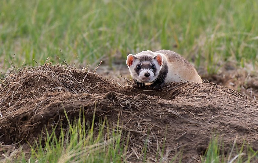 An endangered black-footed ferret.