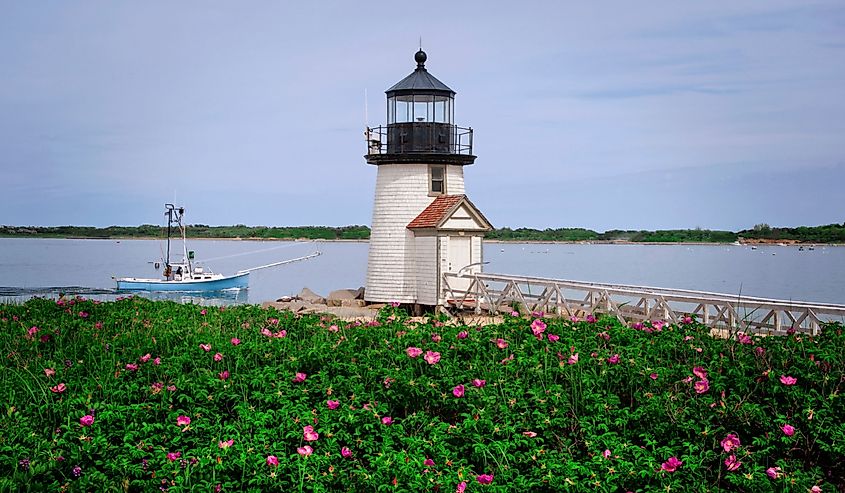 Beach roses near Nantucket Island lighthouse