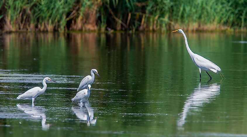 White and snowy egrets at Jamaica Bay Wildlife Refuge in Queens