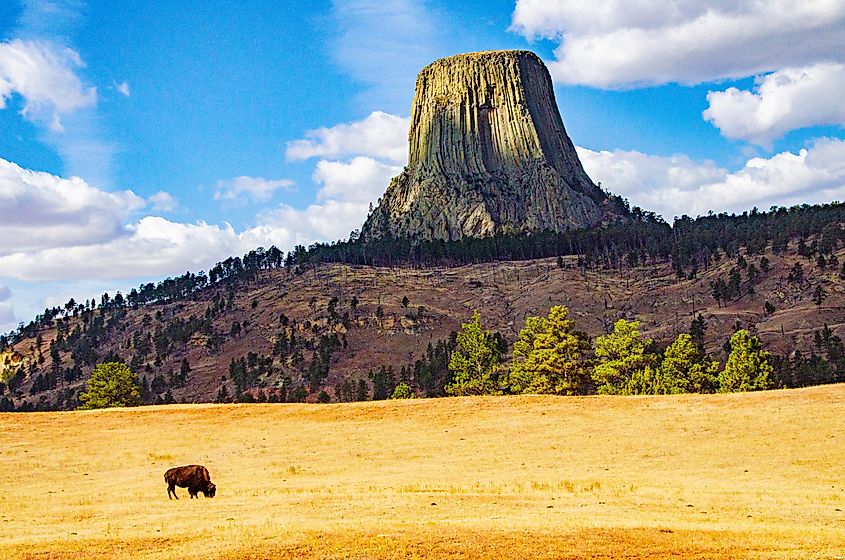 Bison grazing in the grassland near the Devil's Tower National Monument.