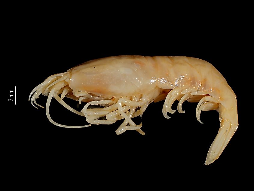 Hydrothermal Vent Shrimp