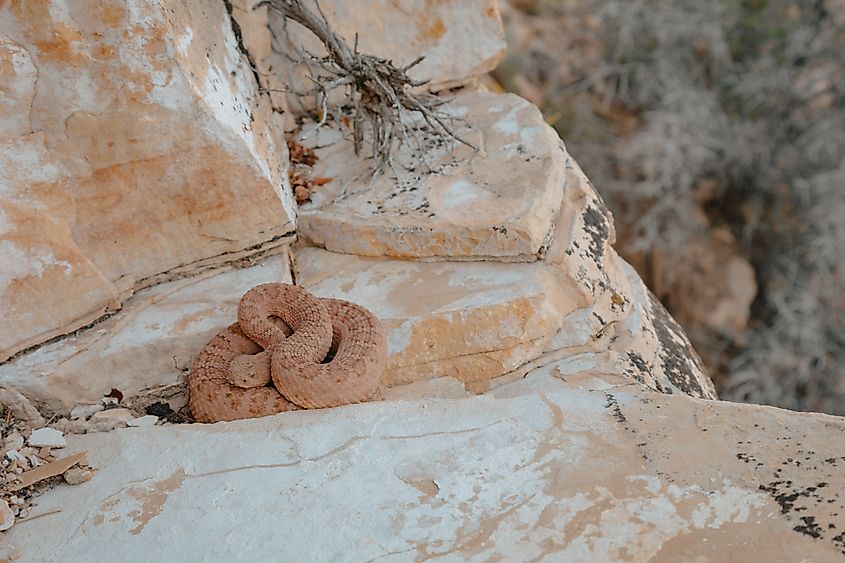 Crotalus abyssus (Grand Canyon Rattlesnake).