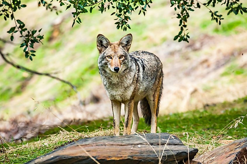 Coyote in Sequoia National Park