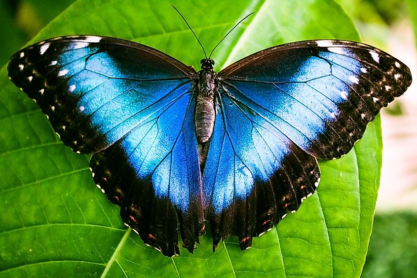 Blue morpho butterfly