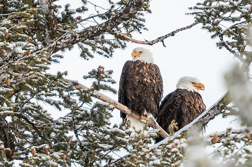 Yellowstone National Park bald eagles