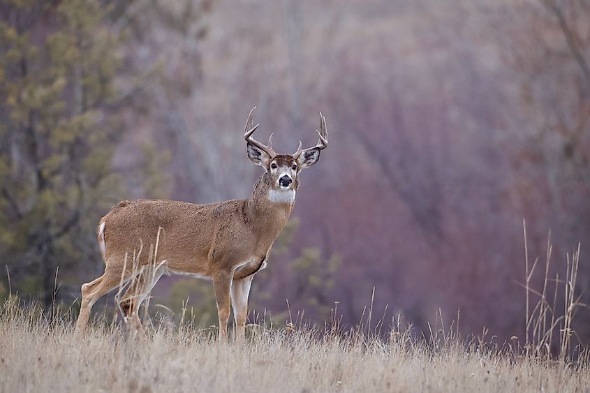 A beautiful white-tailed deer in the wilderness.