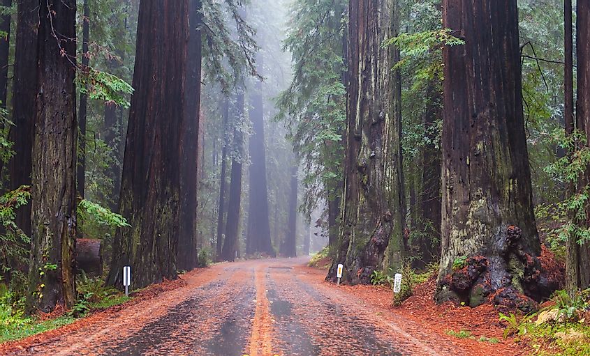 A road through the California Redwood forests