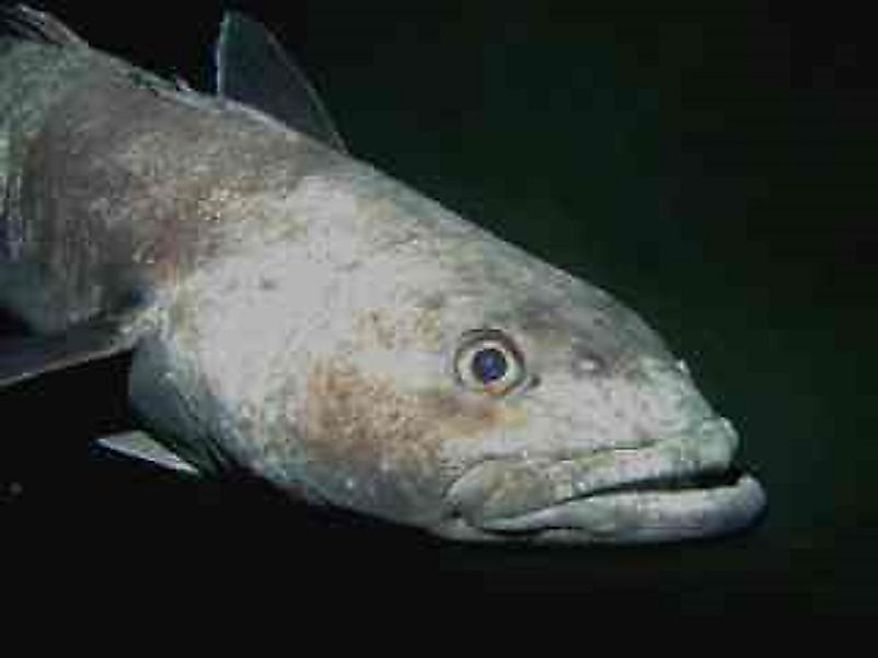 Native Fish Of Antarctica - WorldAtlas