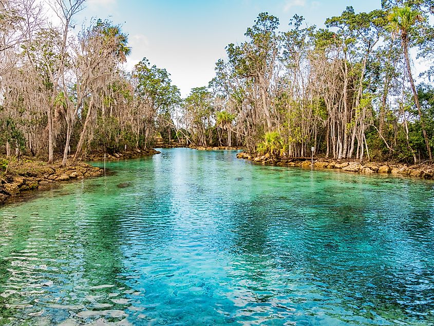 Three Sisters Springs Manatees.