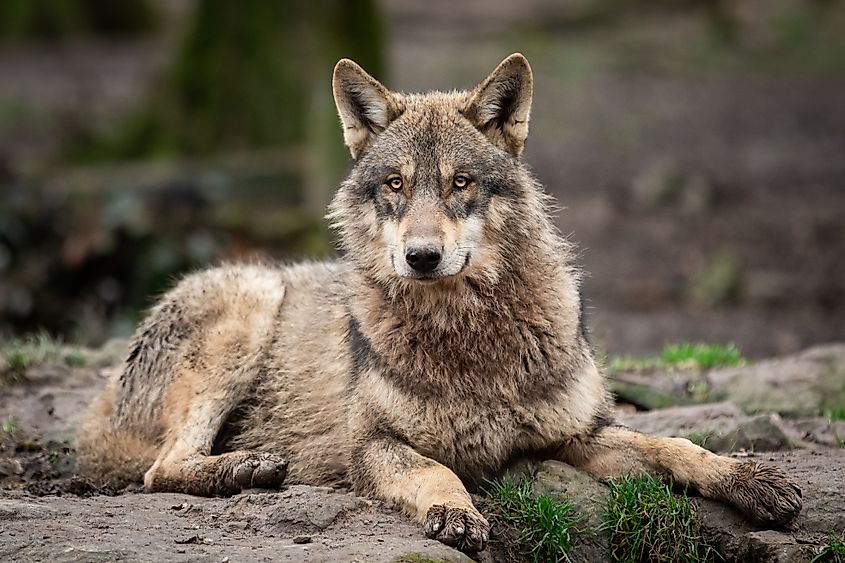 View of a gray wolf's thick fur.