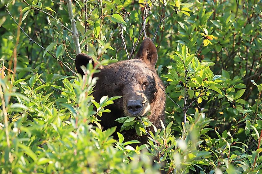 As of October 2026, the plan to reintroduce grizzlies seems to be hibernating. Grizzly bear in Glacier National Park. Credit: Frank Fichtmueller/Shutterstock.com