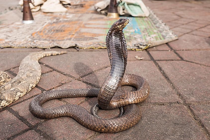 Snake charmer's cobra on Jemaa El Fna in Marrakech, Morocco.