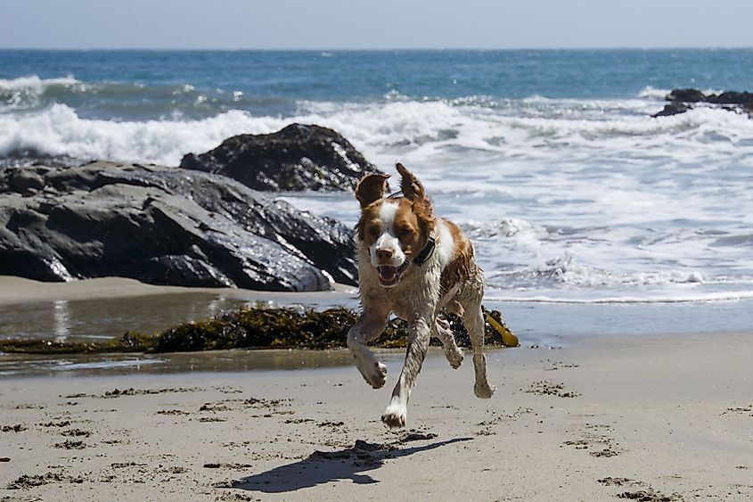 Anchor Bay Beach, Mendocino County, California