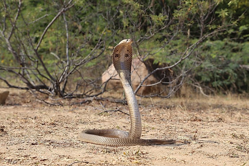Indian cobra in the wild. Naja naja