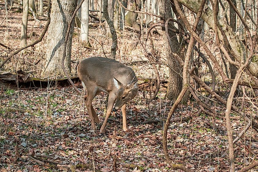 Deer at Radnor Lake State Park, Nashville, Tennessee.