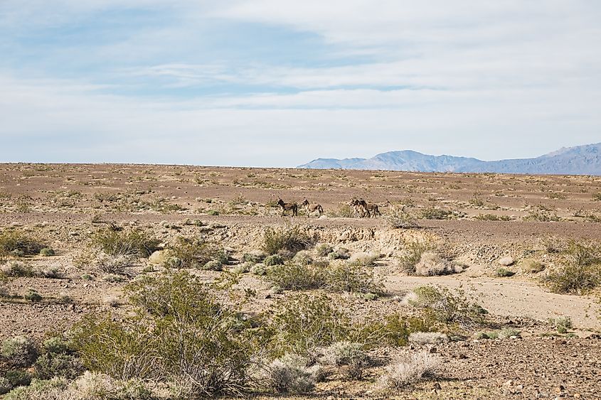 Wild Burros in Death Valley National Park