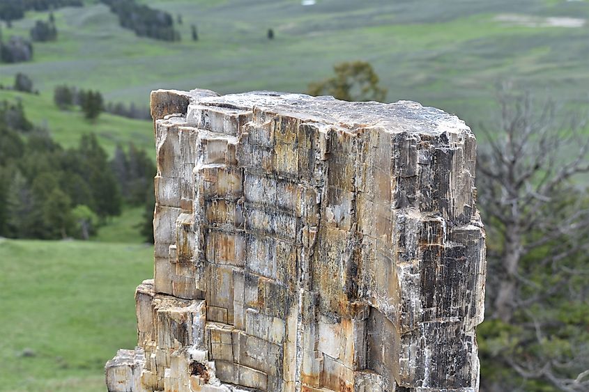 Petrified wood, part of the Petrified Forest in Yellowstone National Park. (Credit: Diane Isabel via Shutterstock)