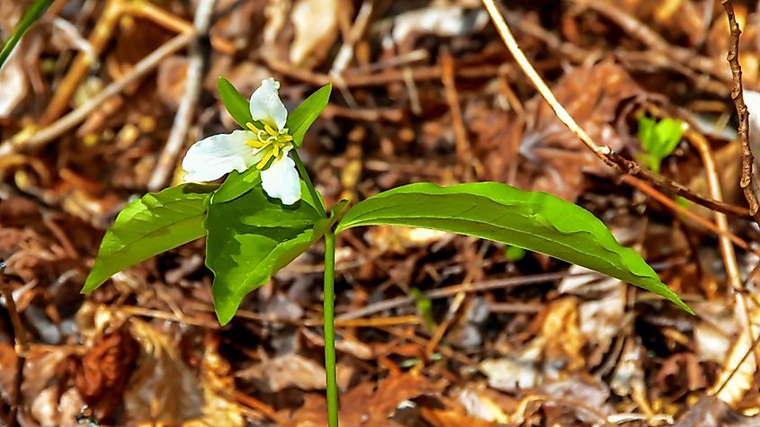 Persistent Trillium flowers grows only in a few locations in Georgia and South Carolina