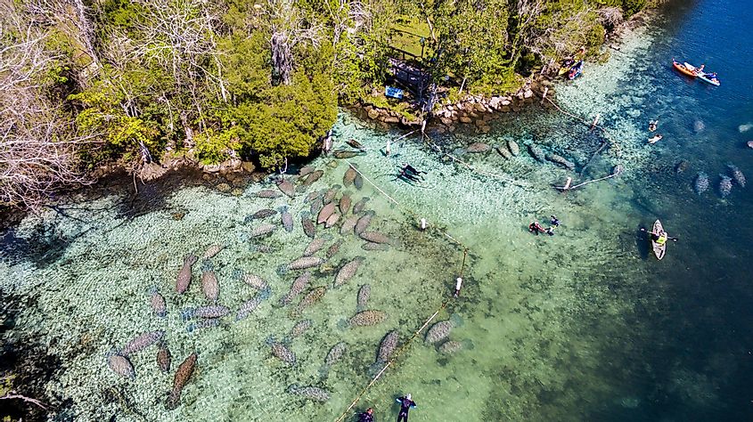 Swimming with manatees at Crystal River, via Alex Cuoto/Shutterstock