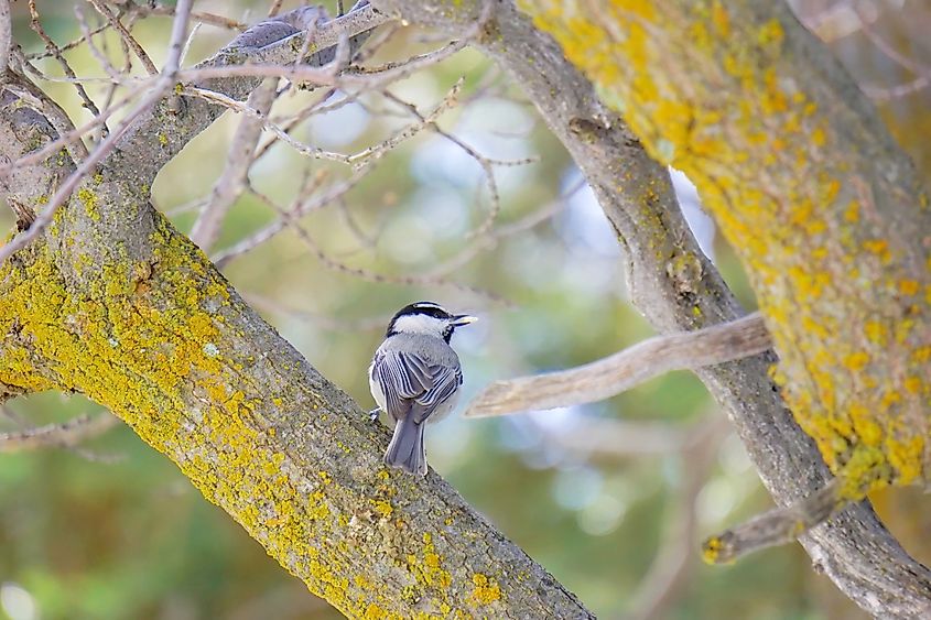 Mountain Chickadee in San Bernandino