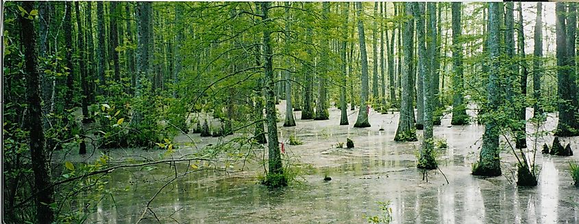 Wolf River swamp in North Mississippi
