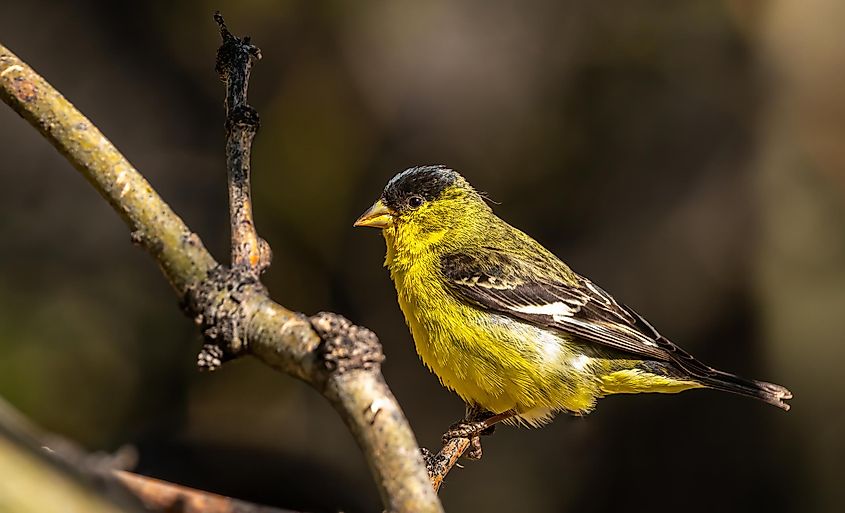 Male Lesser Goldfinch (Spinus psaltria) -- Big Morongo Canyon Wildlife Preserve, California