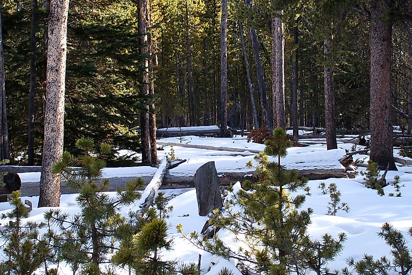 Fallen trees in the Bighorn National Forest on a sunny winter day with snow on the ground in Wyoming.