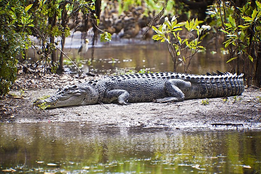 A saltwater crocodile basking on a riverbank