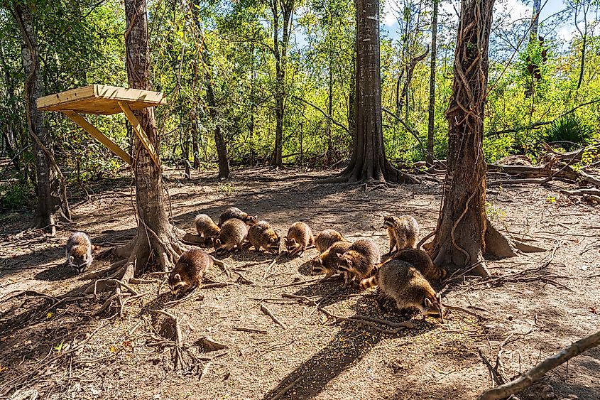 Beavers on Honey Island, Louisiana.
