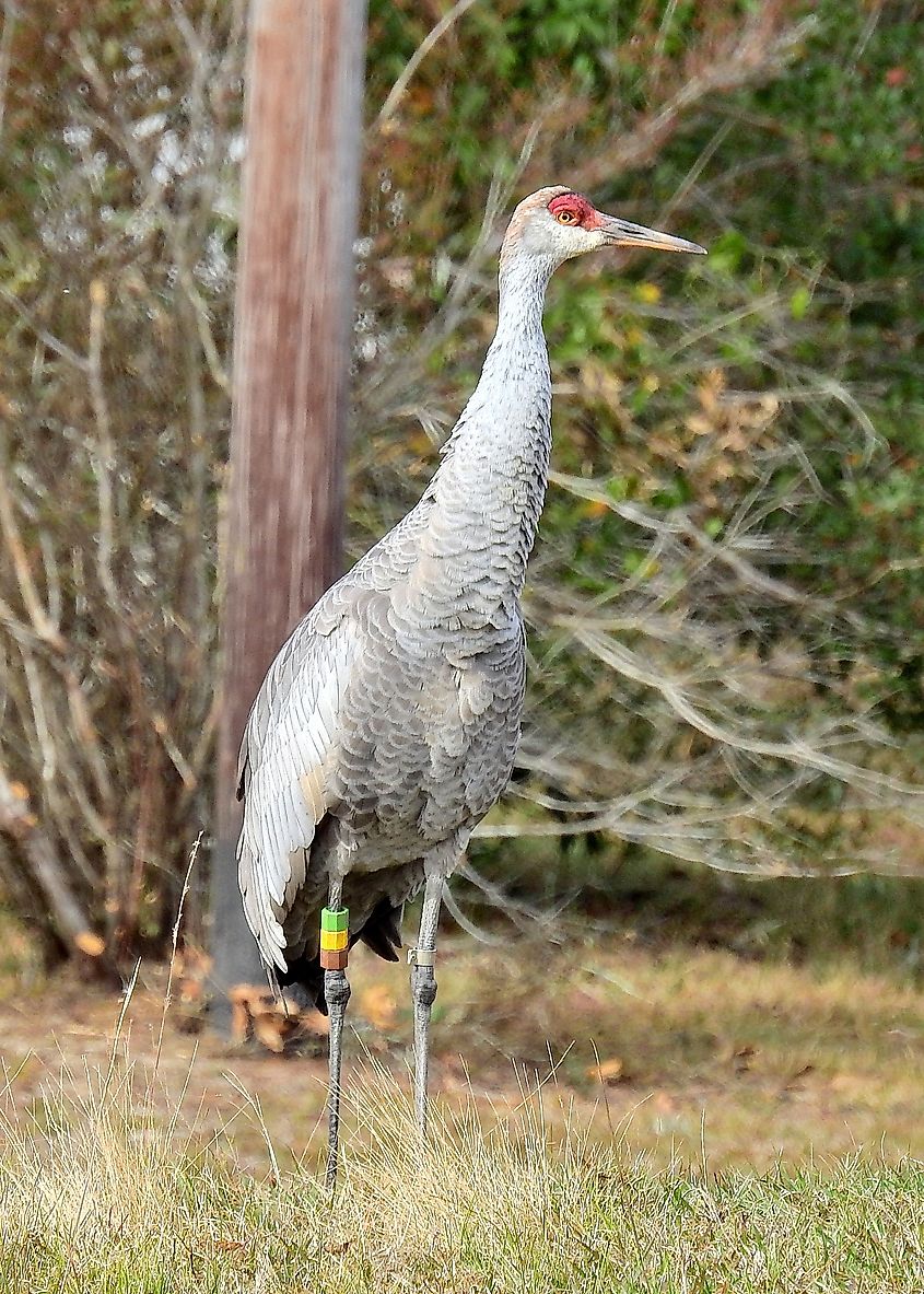 Crane near Mississippi Sandhill Crane National Wildlife Refuge.