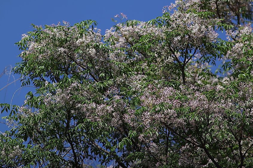 The chinaberry tree (Melia azedarach).
