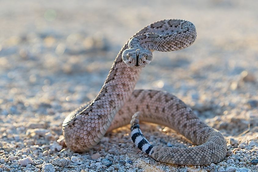 Western Diamondback Rattlesnake (crotalus atrox).