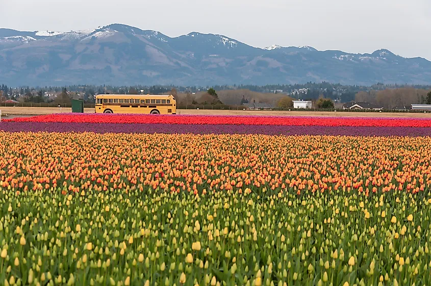 Skagit Valley Tulip Festival in La Conner, Washington.
