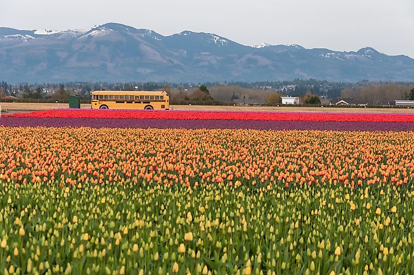 Skagit Valley Tulip Festival in La Conner, Washington